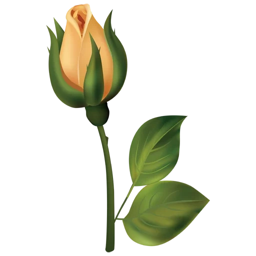 rosebud, budo clipart, bun rose drawing, the stem flower bud, rosa stalk without bud