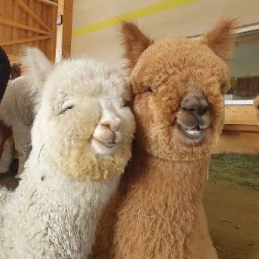 alpaca, alpaca, alpaca linda, alpaca feliz, dos alpacas graciosas