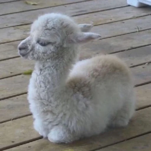 lama alpaki, alpaca is cute, alpaki cute, cubs of alpaki, the cubs of alpaki are cute
