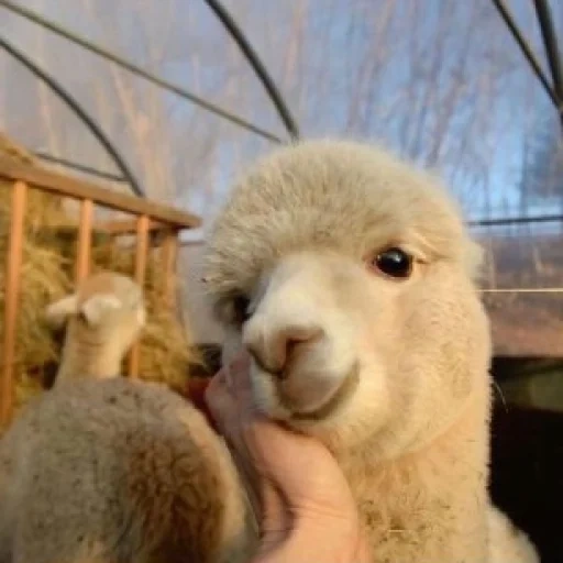 lama alpaki, fazenda alpaca, doce alpaca, alpaca branca, alpaca é um animal