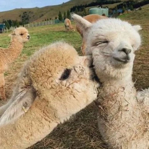 lama alpaki, alpaki süß, cubs von alpaki, alpaka sicht auf den lama, netter lama alpaki