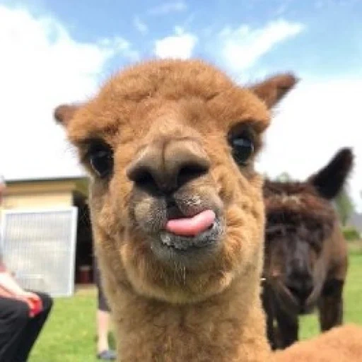 alpaki, alpaca, lams são engraçados, adorável alpaki, camel lama alpak