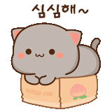 kucing kawaii, kucing persik mochi, gambar kawaii, gambar kawaii yang lucu, kawaii kucing pasangan