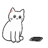 chat, chat, le chat est blanc, chat rippyp, illustration d'un chat