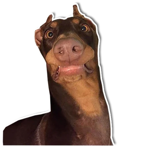 hard, shock dog, an unbearable dog, durbin's smile meme