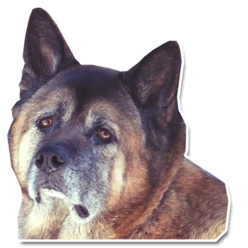 akita inu, der hund der schäferhund, deutscher schäferhund, akita amerika, deutscher schäferhund