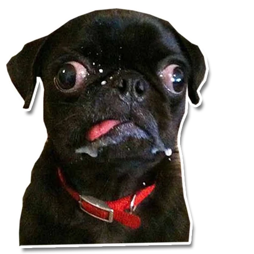 black pug, pug dog, a pug is funny, squint-eyed pug, a pug with protruding eyes