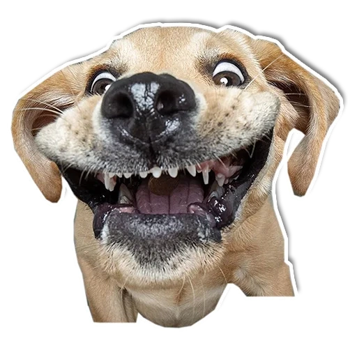chien, joyeux chien, le chien est drôle, chien drôle avec des dents, un chien effréné est drôle