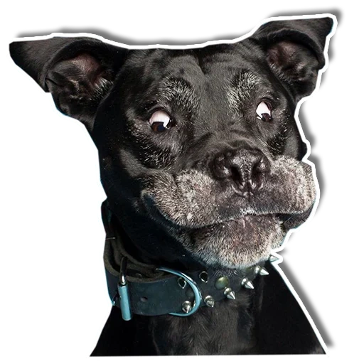 питбультерьер собака, frenchie одежда собак, собака стаффордширский, собака стаффордширский бультерьер, стаффордширский бультерьер белом фоне