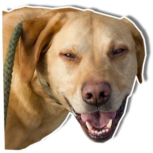 anjing yang keras kepala, retriever labrador, labrador retriever, labrador retriever berwarna merah, labrador retriever berwarna kuning