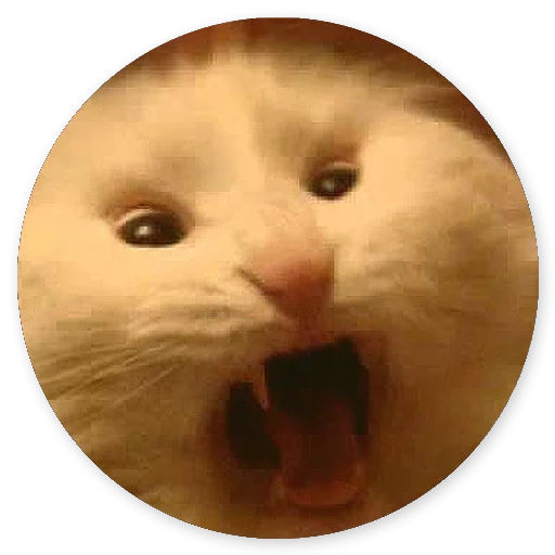 screaming cat meme, cat, cat, cats, cats mignons