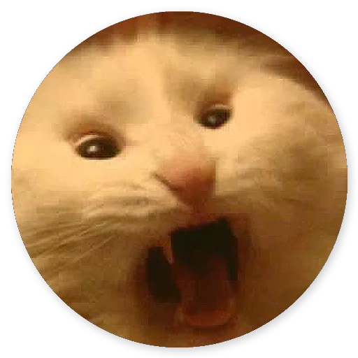 grito gato meme, gato, gato, gatos, lindos gatos