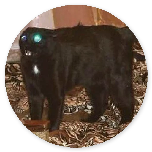 черный кот, кот черный чепсеке, черный квадратный кот, кот, чёрная пушистая кошка
