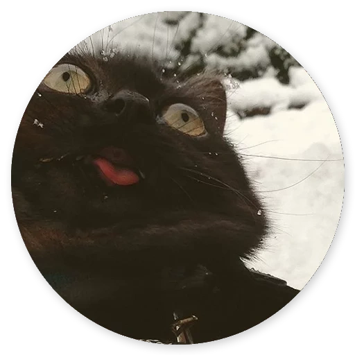 kucing hitam dengan lidah mencuat, kucing hitam, kucing, kucing dengan lidah mencuat, kucing