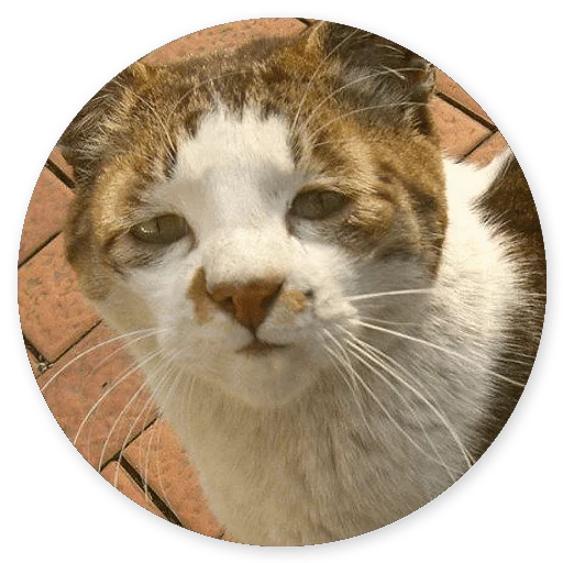 wajah lucu untuk stiker kucing, kucing, stiker kucing, muzzle kucing, kucing