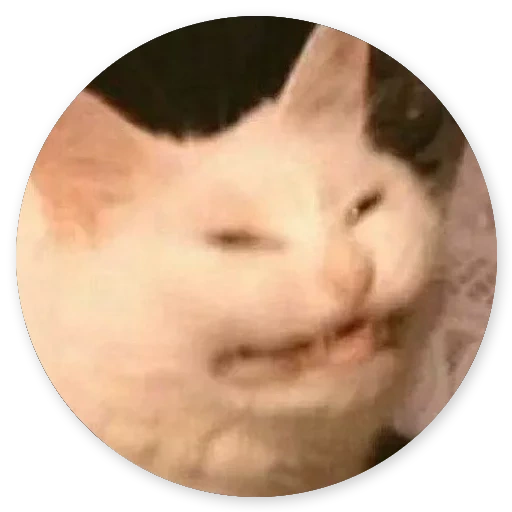 cat stubborn face, cat meme, memic cat, cat smiles a meme, mem cat