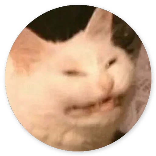 cat tomoburt face, cat meme, memic cat, cat smira um meme, mem cat