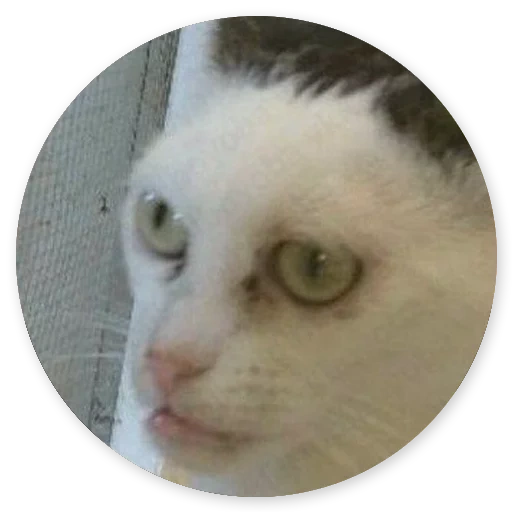 gato com os olhos de steve bushemi, gato, gato steve bushemai, gatos humor, memes sobre gatos para rir