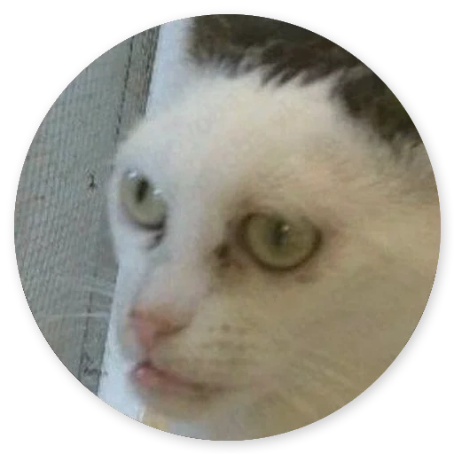 katze mit den augen von steve bushemi, katze, katze steve bushemai, katzen humor, meme über katzen zum lachen