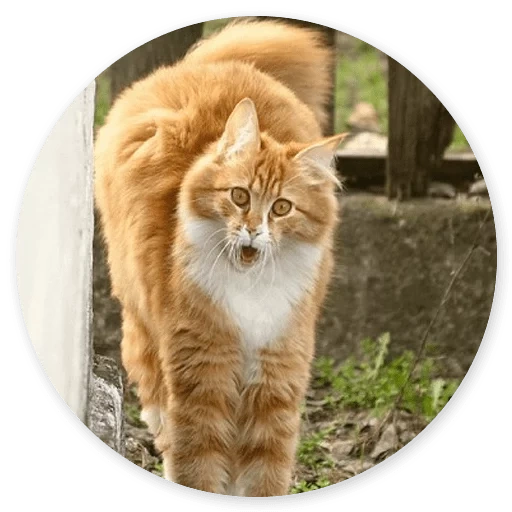 red fluffy cat, red cat, cat, cat, red cat