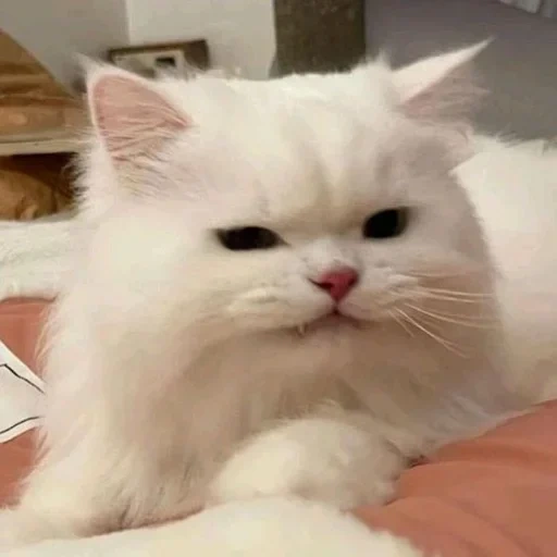 cat, white cat, cats are furry, persian cat, white cat is furry