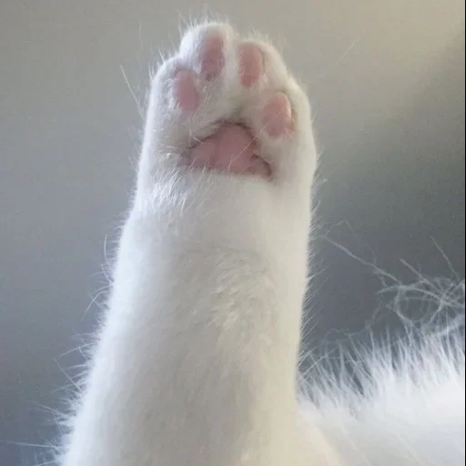 cat, cat's paw, cat's paw, animals cats, white cat's paw