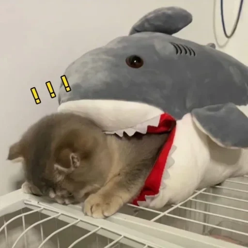 chat requin, requin ikea, jouets pour requins, jouets en peluche de requin, jouet en peluche requin 200cm