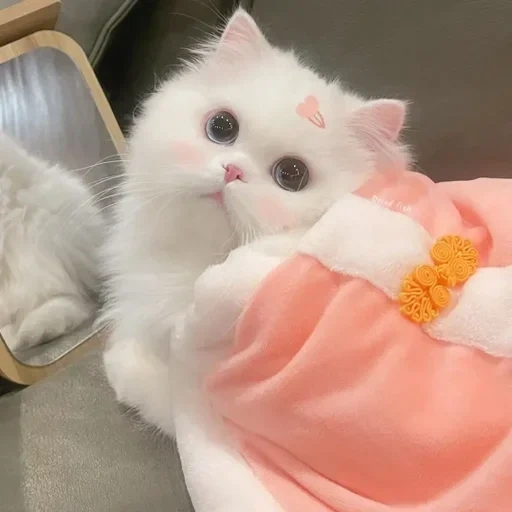 кот, котики, милые котики, пушистый кот, котенок розовый