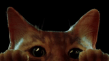 Stray @WhisperingPixels