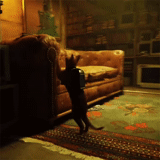 cat, games, stray game, gif game, 5000-meter race