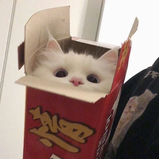 cat, seal, cats are cute, cute cat box, a charming kitten