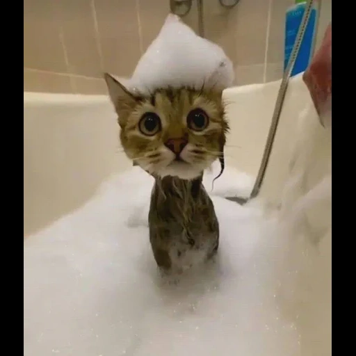 gato, gato, gato, gato del baño, animales divertidos