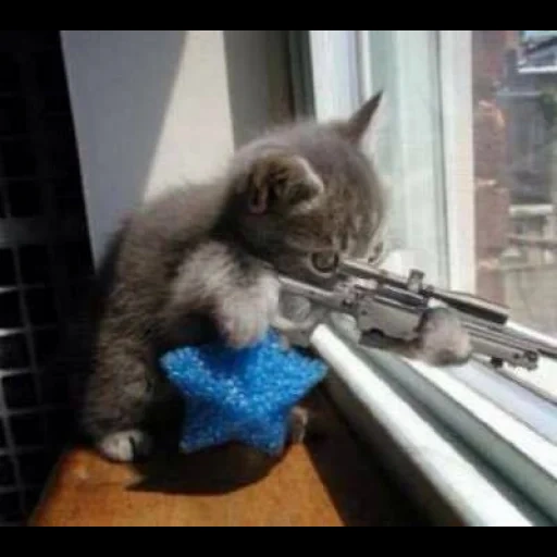 кот ружьем, кот снайпер, забавные кошки, кот снайпер мем, животные забавные