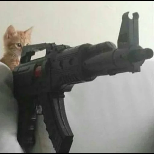 cat, unknown number, vitaly cat, automatic cat, counter-strike