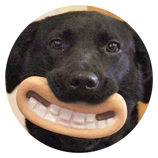 собака, глупая собака, животные милые, собака смешная, собака улыбака мем