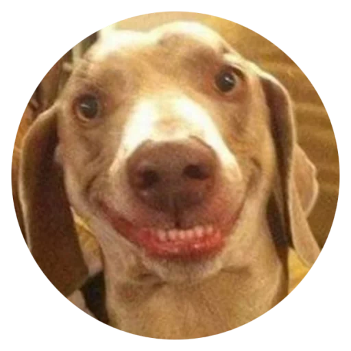 собака улыбака, собака смеется мем, улыбающаяся собака, собака открытым ртом, собака человеческой улыбкой