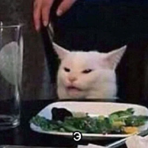 chat, mème de chat, cat mema, le chat est à la table, meme cat à la table