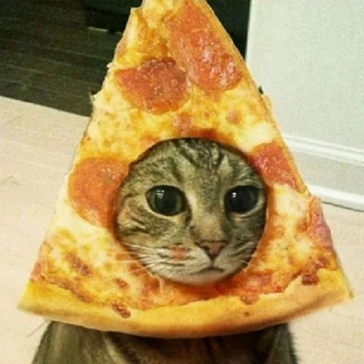 pizza, chats, chat de pizza, pizza pizza, tête de pizza kitty