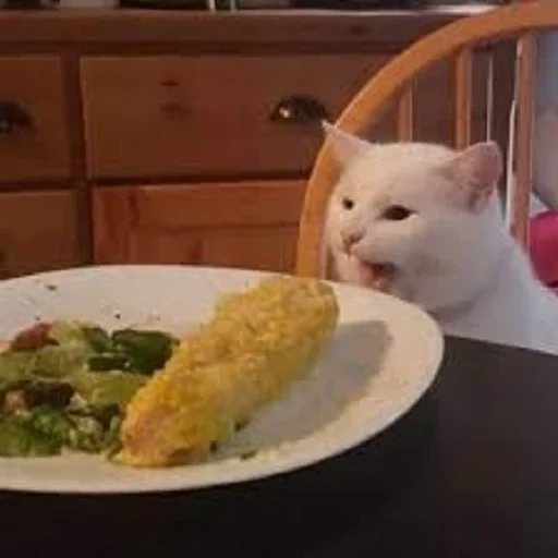 cat, memes, cat smage, 2019 memes, meme cat at the table