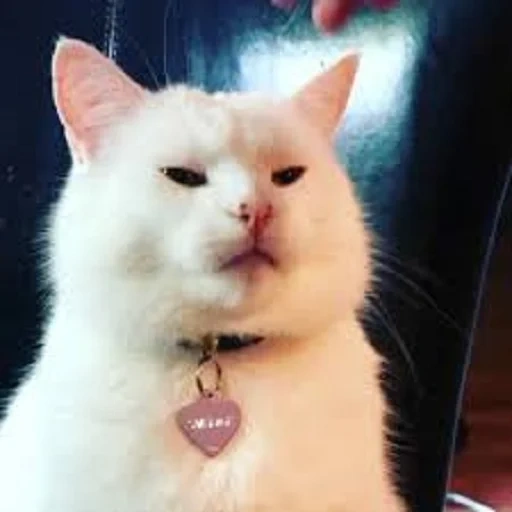 gato, gato mema, memes de gatos, meme de gato branco, um meme com um gato branco
