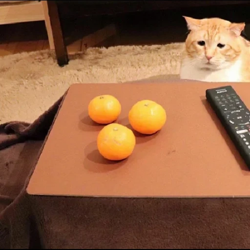 кот, кот кот, кот апельсин, кот толстый апельсин, демотиватор кошка апельсины