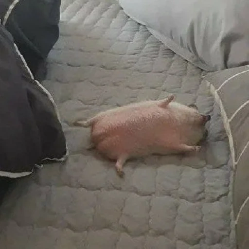 cerdo, tisa sa, izhevskoye, pigue, cerdo dormido