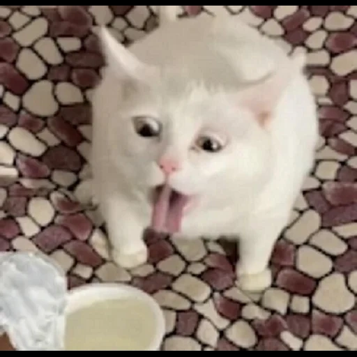 cat, cat belyash, cat sour cream, the cat is sick, meme cat sour cream