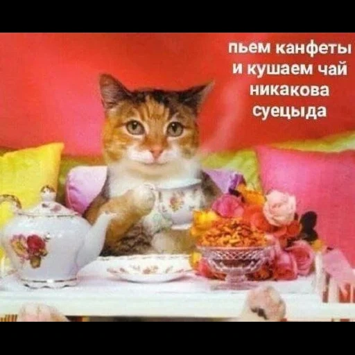 gato, gato, um gato bem pé, nós bebemos chá comem doces, bebemos chá sem doces