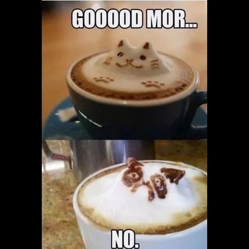 kaffee, kaffeekatze, kaffee ist gut, kaffeekatze memes, guten morgen lustig