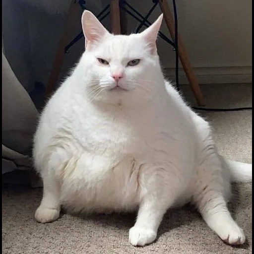 kucing gemuk, kucing gemuk, fat cat tom, kucing putih gemuk, kucing paling tebal