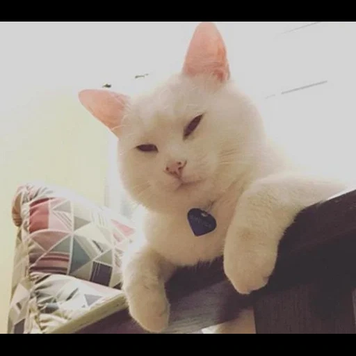 cat, cat, cats, cat meme, a meme with a white cat