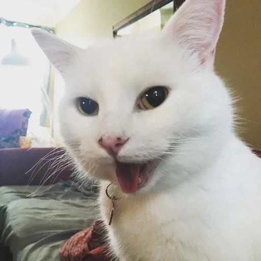 gato, gato mema, senhor smage, gato branco, um meme com um gato branco
