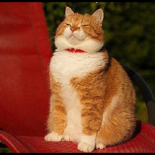 gato, gato anaranjado, el gato está satisfecho, gato rojo grande, gato rojo satisfecho