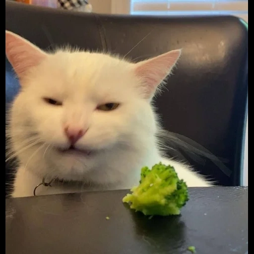 cat, lord smage, the cat is funny, funny cats with voice acting, displeased white cat meme
